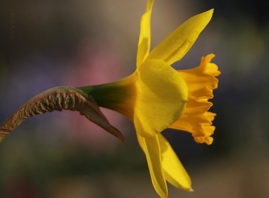 Bright Yellow Daffodil  Photograph by Chris Berry