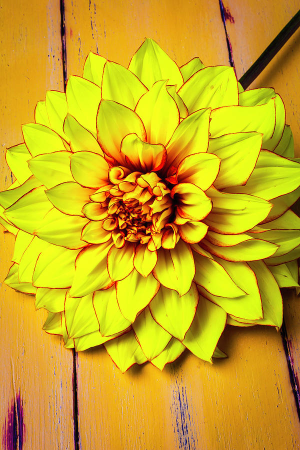 Bright Yellow Dahlia Photograph by Garry Gay