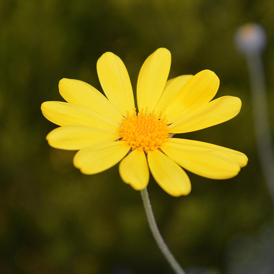 Download Bright Yellow Daisy 1 Photograph by Geraldine Cote