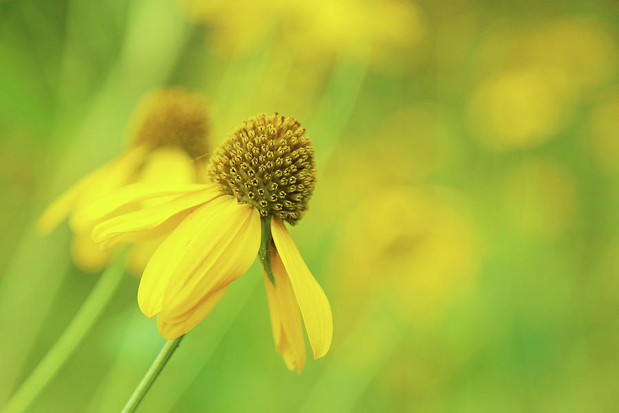 Bright Yellow Flower Photograph by David Stasiak