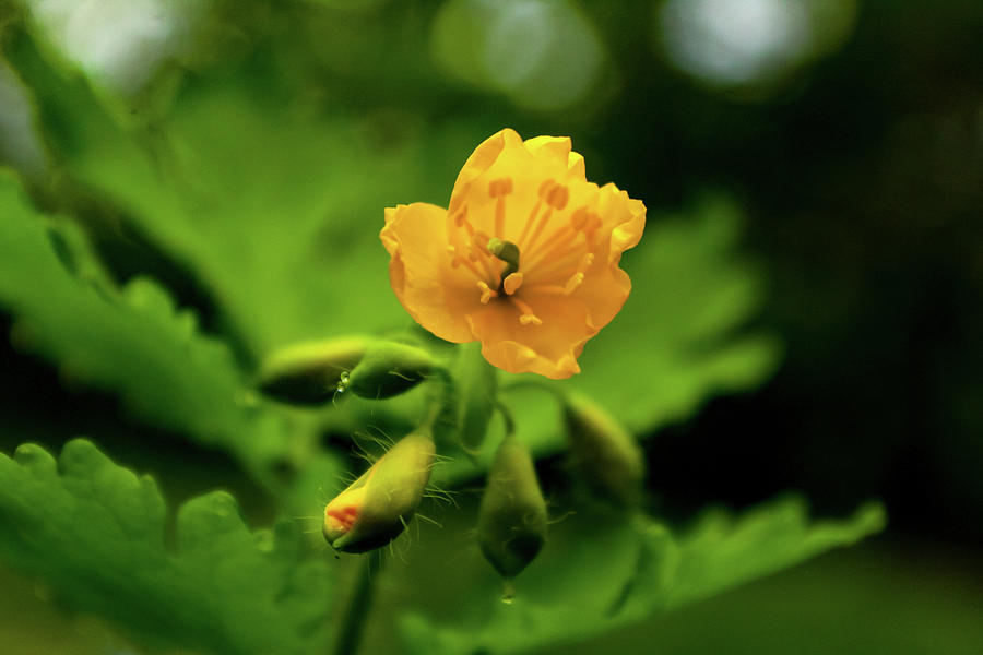 Bright Yellow Flower Photograph