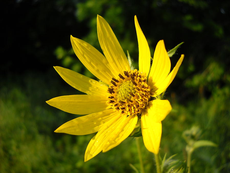 Bright Yellow Flower Photograph by Kent Lorentzen
