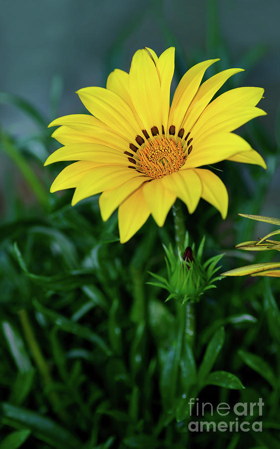 Daisy Photograph - Bright Yellow Gazania by Kaye Menner by Kaye Menner