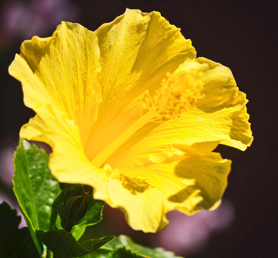 Bright Yellow Hibiscus Photograph by Jay Milo