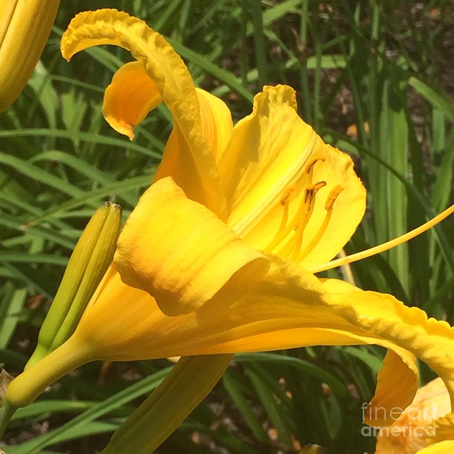 Flower Photograph - Bright Yellow Lily by Robin Pedrero