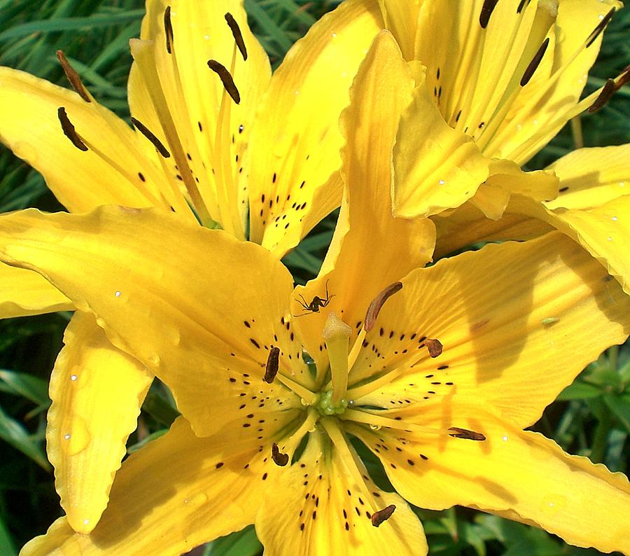 Bright Yellow Lily Photograph by Sholeh Mesbah - Fine Art America