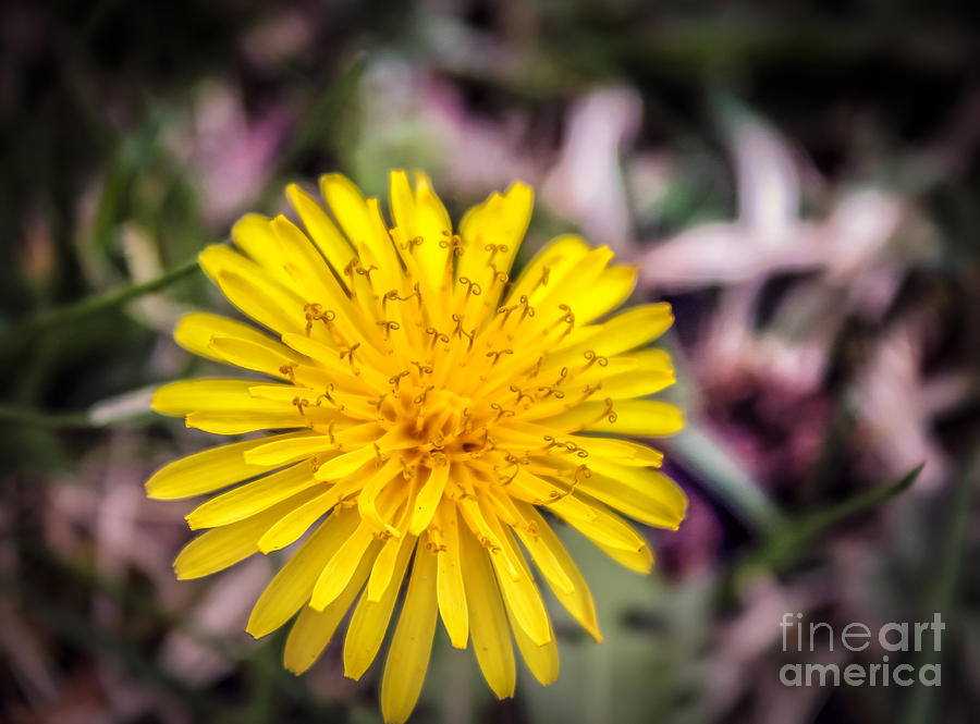 Bright yellow - macro Photograph by Claudia M Photography