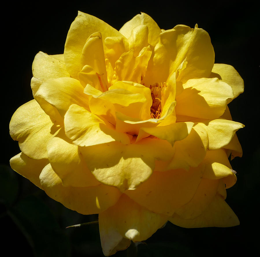 Bright Yellow Rose Photograph by Laurel Powell