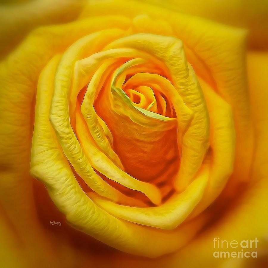 Bright Yellow Rose Photograph by Patrick Witz