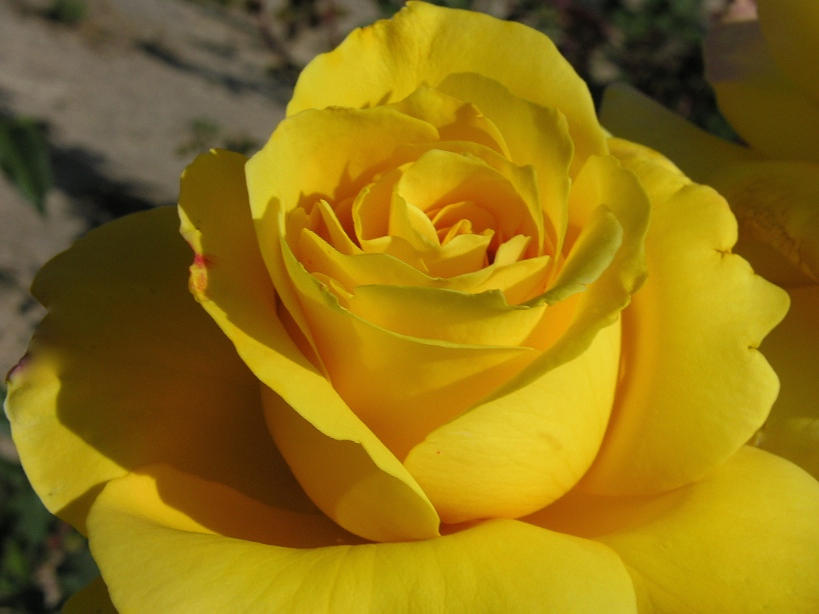 Rose Photograph - Bright Yellow Rose by Shirley Stevenson Wallis
