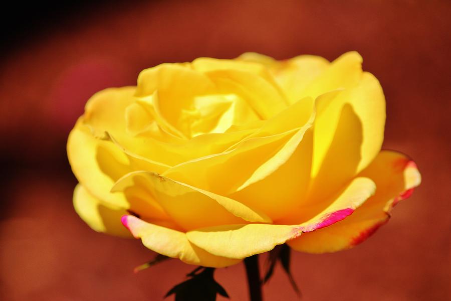 Bright Yellow Rose With Pink Photograph by Cynthia Guinn