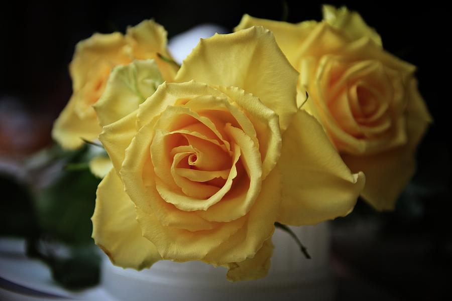 Bright Yellow Roses Photograph by KATIE Vigil