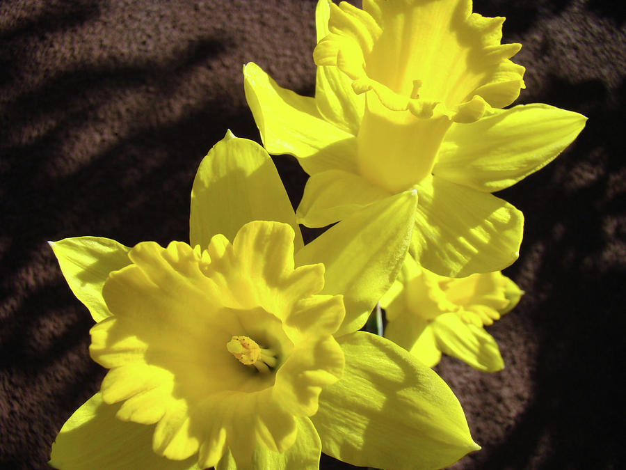 Bright Yellow Spring Daffodil Flowers art prints Baslee Troutman Photograph by Patti Baslee