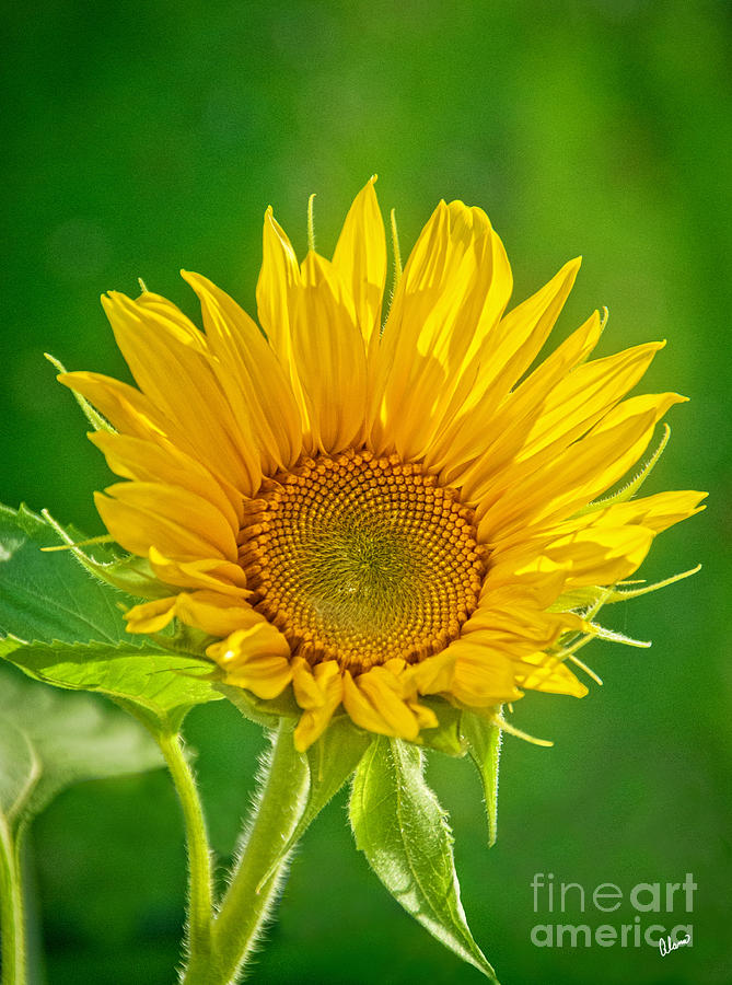 Sunflower Photograph - Bright Yellow Sunflower by Alana Ranney