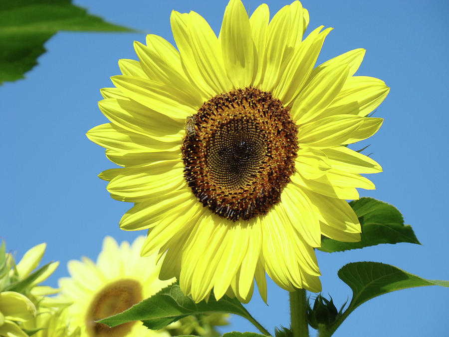 Bright Yellow Sunflower Art Prints Blue Sky Baslee Troutman Photograph
