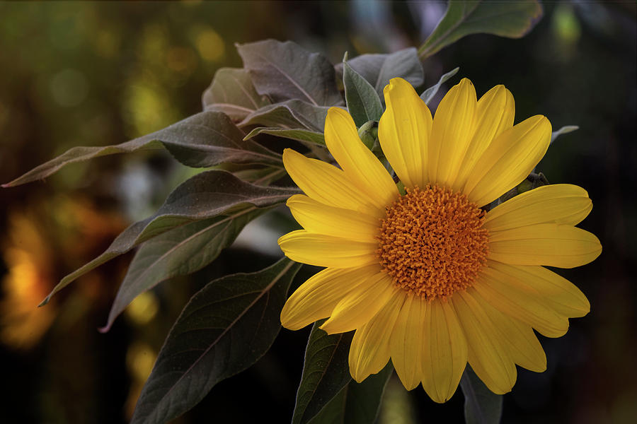 Bright Yellow Sunflower  Photograph by Saija Lehtonen