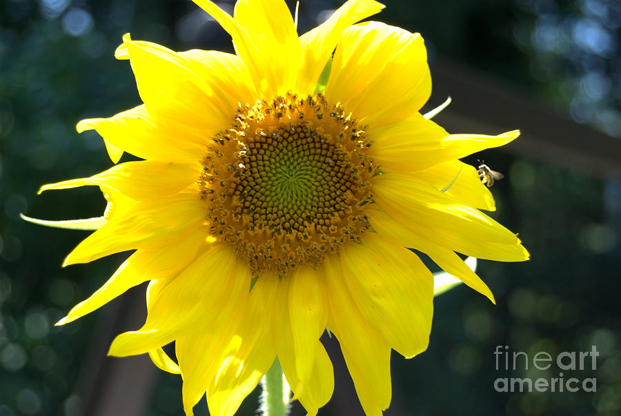 Bright Yellow Sunflower with Bee Photograph by Eunice Miller