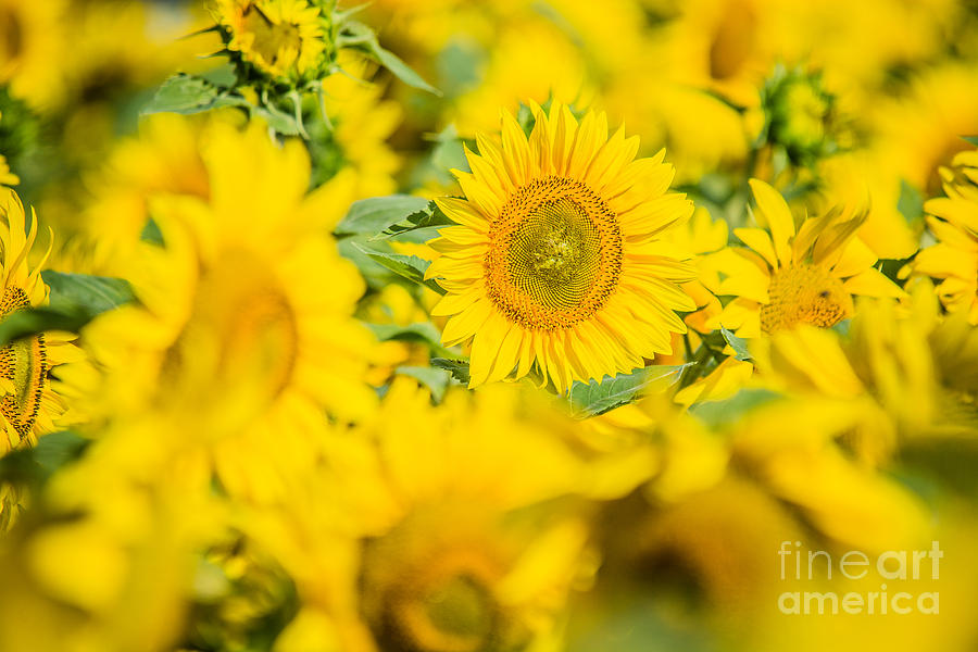 Bright Yellow Sunflowers Photograph by Cheryl Baxter