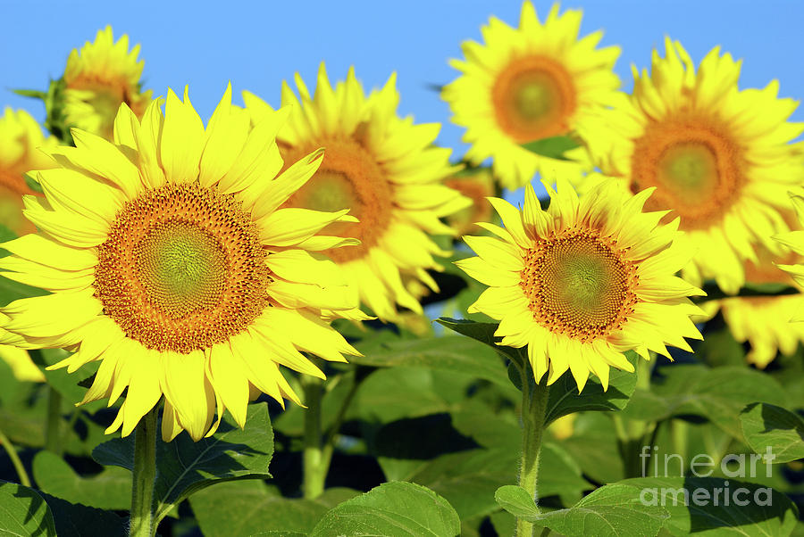 Bright Sunflower outlets