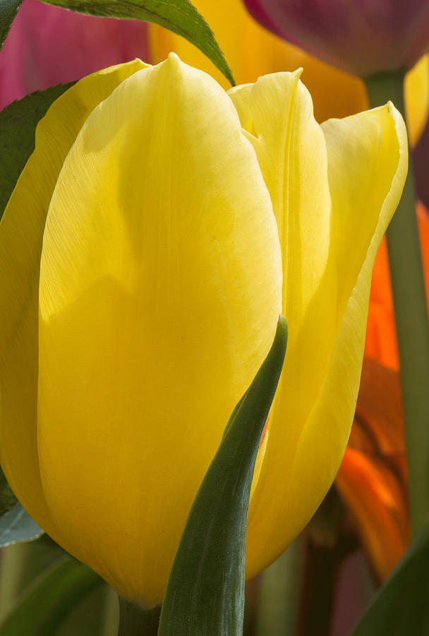 Bright Yellow Tulip Photograph by Arlene Carmel