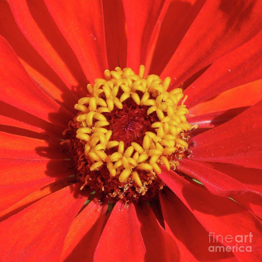 Flower Photograph - Bright Zinnia by Carol Groenen