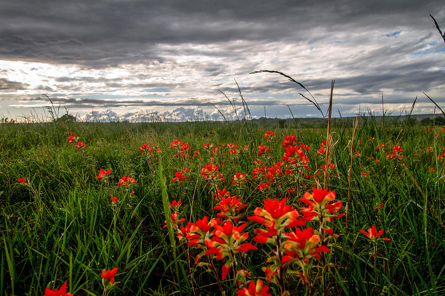 Flower Photograph - Brighten the Day - Indian Paintbrush on Stormy Day in Oklahoma by Southern Plains Photography