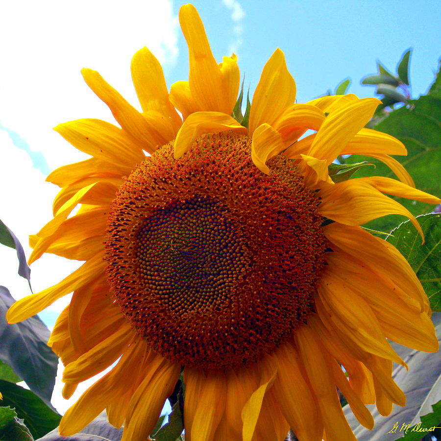 Sunflower Photograph - Brighter Days Ahead by Michael Durst