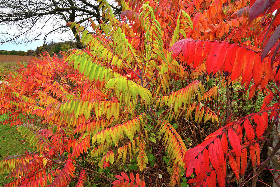 Brightly Colored Sumac at Severson Dells Natural Area Photograph by Ray Mathis