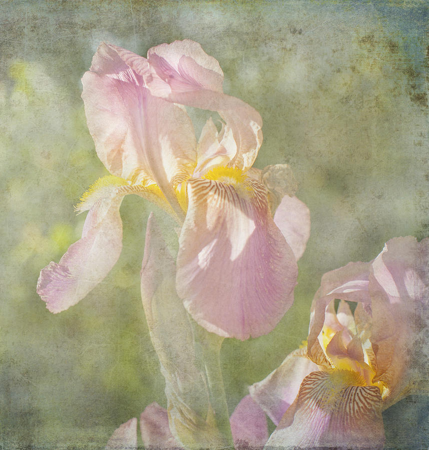 Brightness of the Day Iris Photograph by Toni Hopper