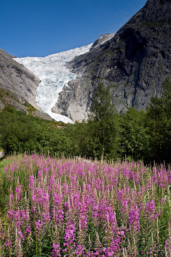 Briksdal Glacier And Wildflowers Photograph