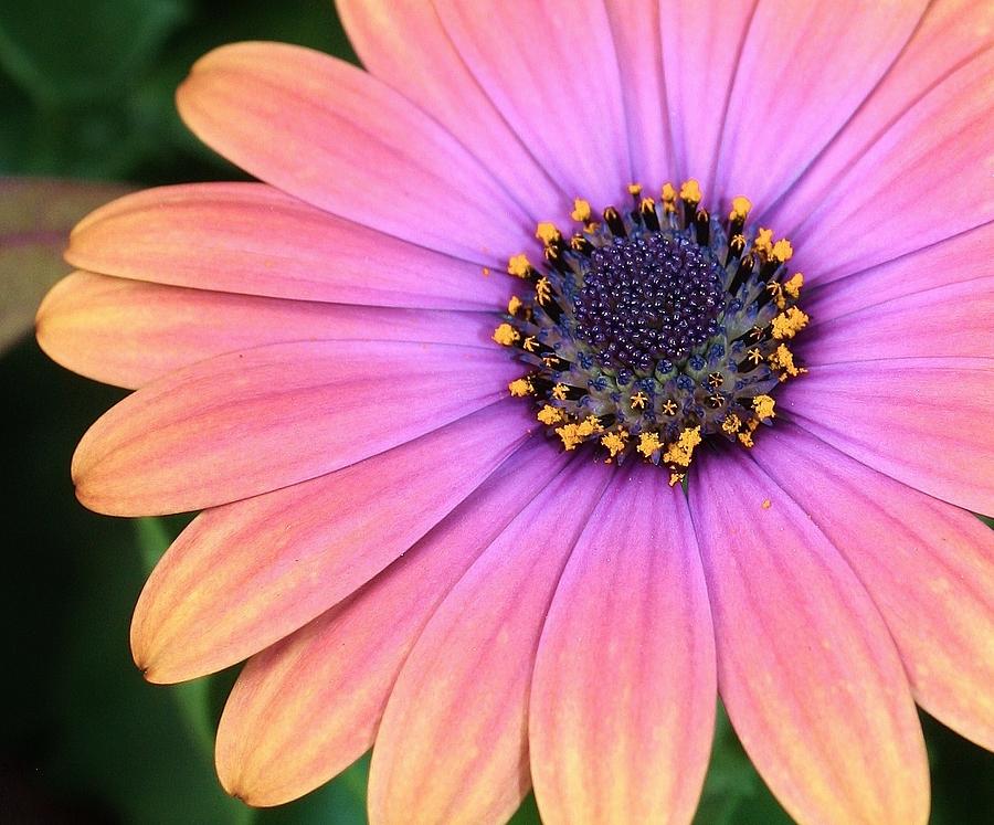 Briliant Colored Daisy Photograph by Bruce Bley