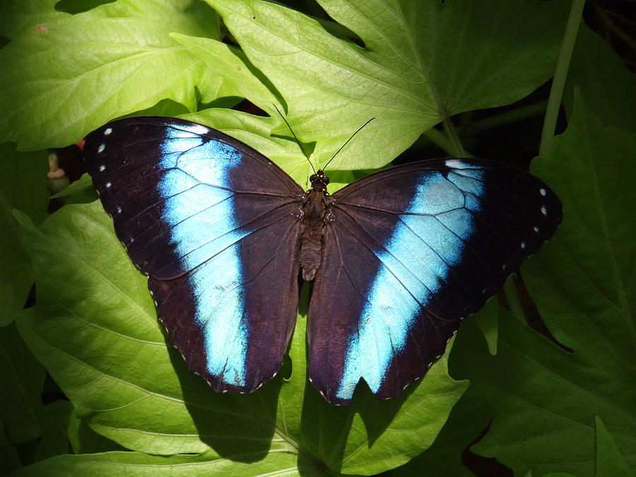 Brillant Blue Butterfly Photograph by Nicole I Hamilton