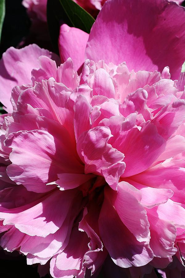 Brillant Pink Peony Photograph by Bruce Bley