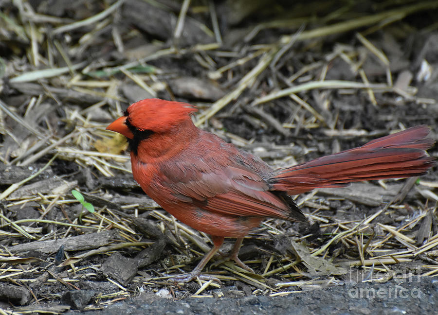 Brillian Red Colored Cardinal Bird Standing on the Ground Photograph by DejaVu Designs