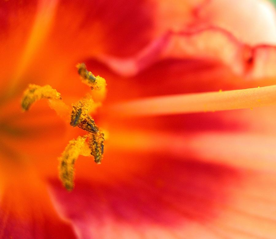 Flower Photograph - Brilliancy of Orange by Randy Rosenberger