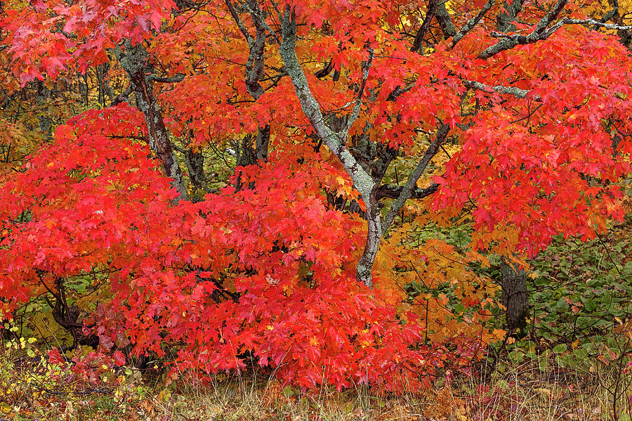 Brilliant Autumn Photograph by Brenda Tharp - Fine Art America