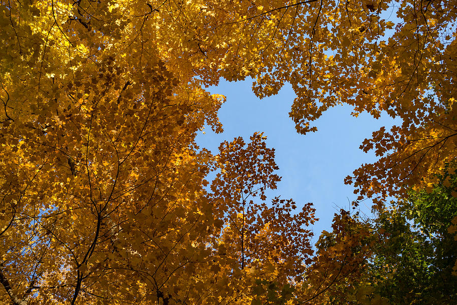 Brilliant Autumn Canopy - a Window to the Sky Horizontal Photograph by Georgia Mizuleva