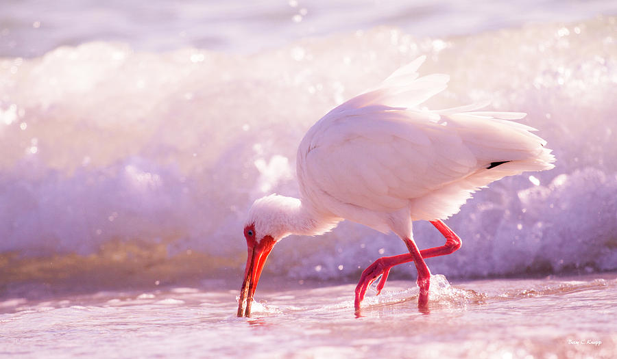 Ibis Photograph - Brilliant Beauty Cortez Beach by Betsy Knapp