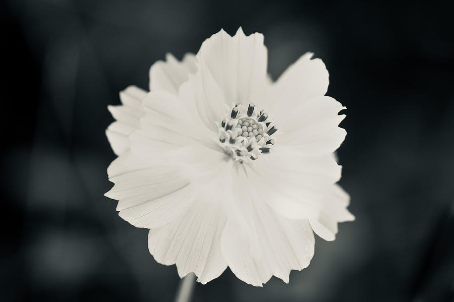 2015 Photograph - Brilliant Bloom by Nathaniel Kidd 2015 Photograph - Brilliant Bloom by Nathaniel Kidd