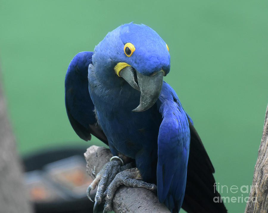 Brilliant Blue and Yellow Hyacinth Macaw Parrot Photograph by DejaVu Designs