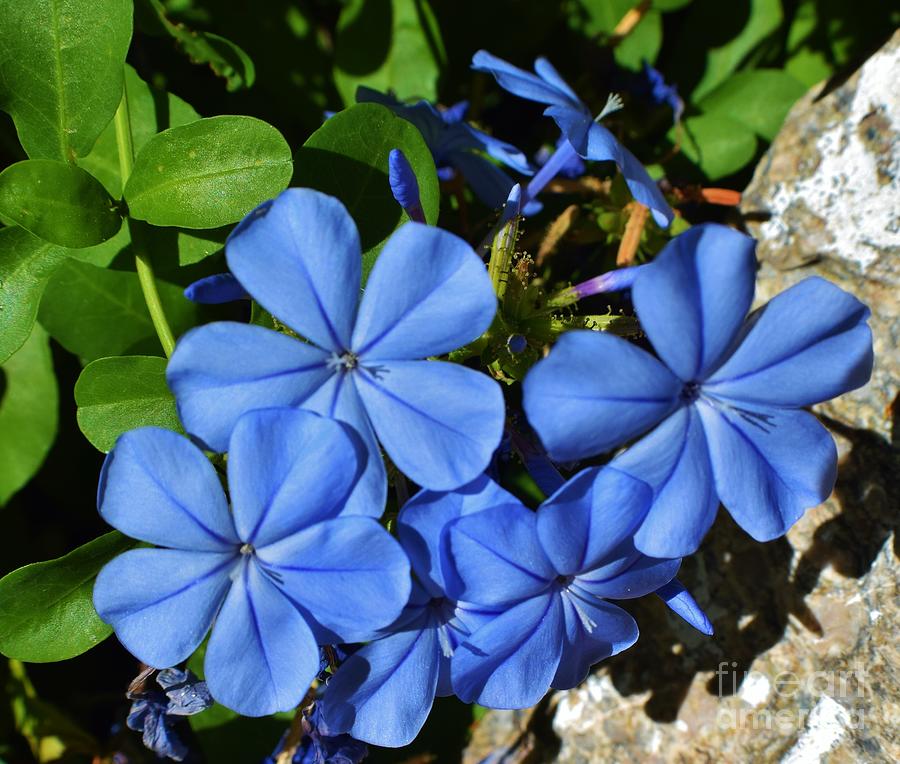Brilliant Blue Blooms Photograph by Janet Marie