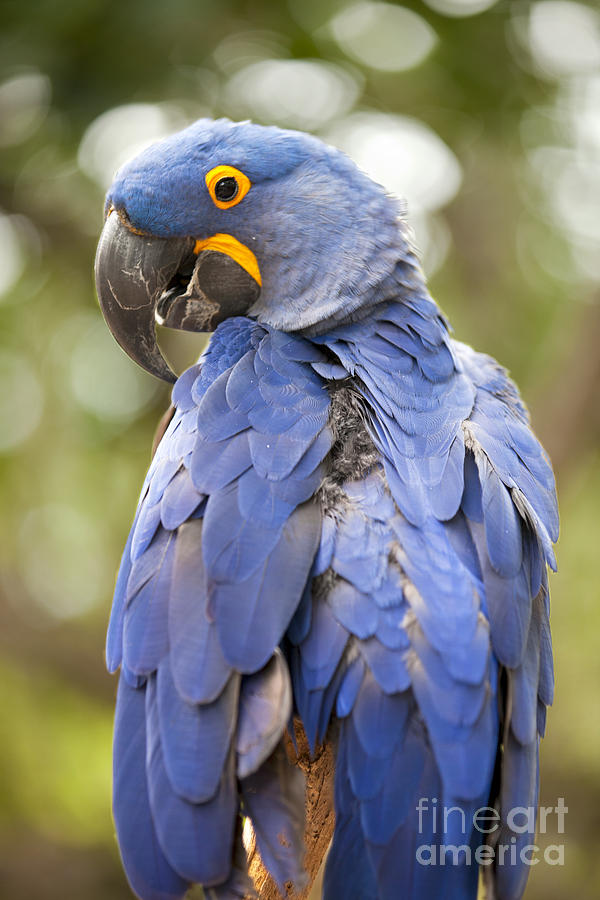 Brilliant Blue Hyacinth Macaw Photograph