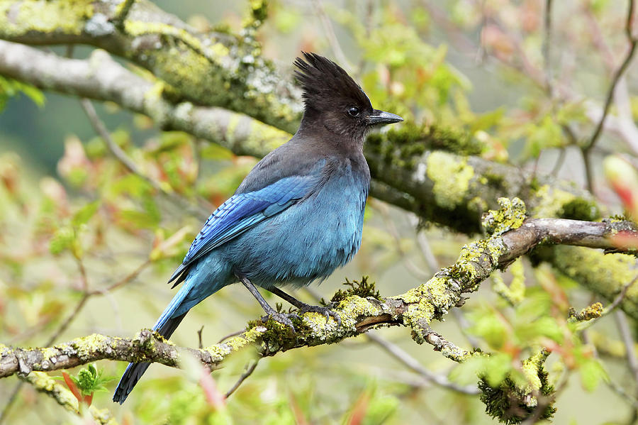 Spring Photograph - Brilliant Blue Stellers Jay  by Mark Hryciw