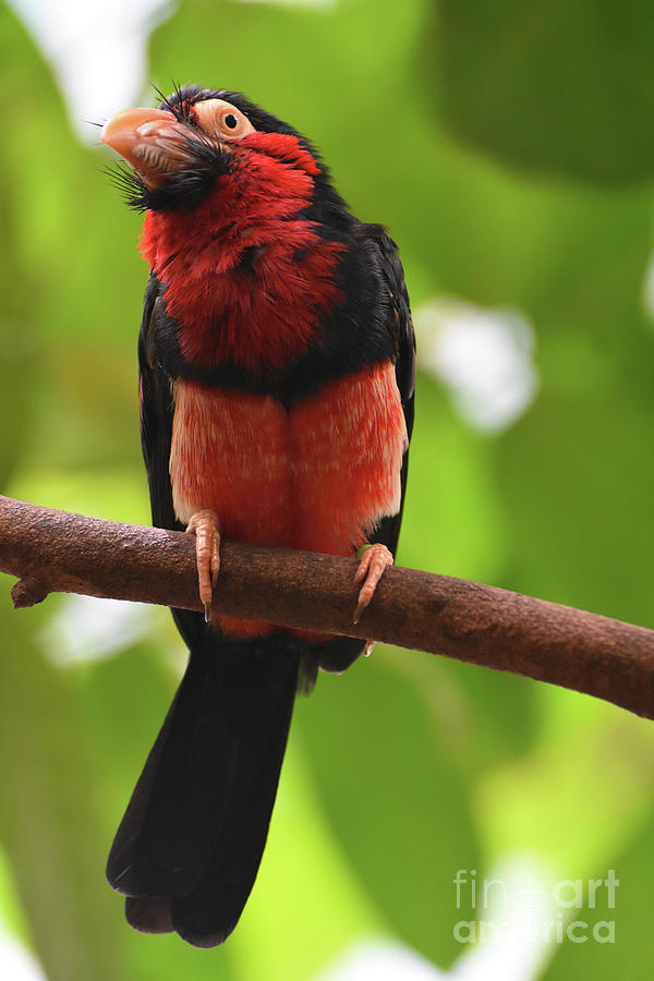 Brilliant Bright Colors on a Bearded Barbet Bird Photograph by DejaVu Designs