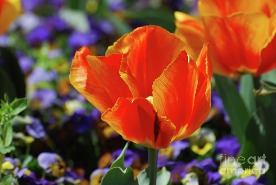 Brilliant Bright Orange and Red Flowering Tulips in a Garden Photograph by DejaVu Designs