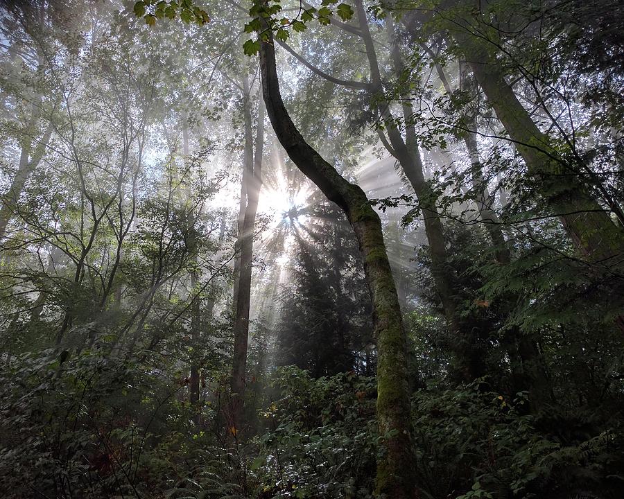 Brilliant Burnaby Mountain Photograph by Jordan Barnes Brilliant Burnaby Mountain Photograph by Jordan Barnes