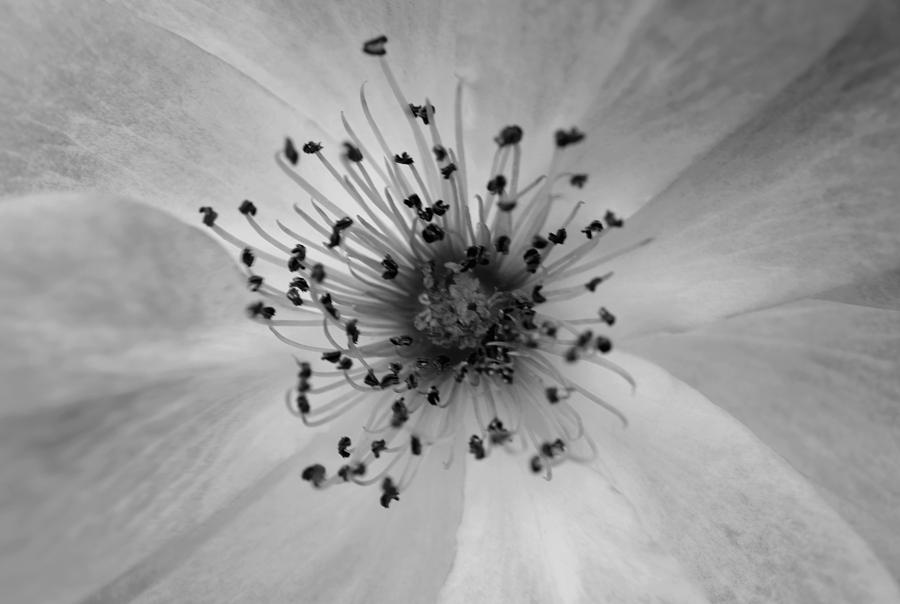 Brilliant Centre B n W Photograph by Richard Andrews