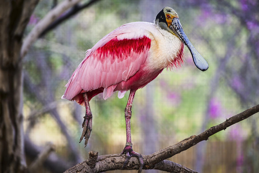 Brilliant Colorful spoonbill bird in Phoenix Zoo Photograph by Dave Dilli