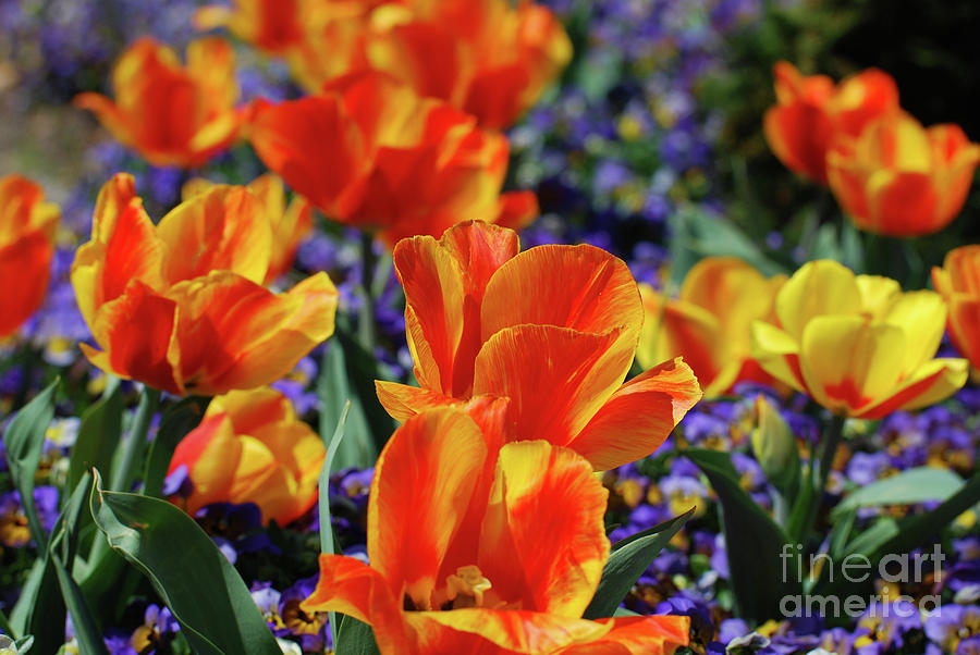 Brilliant Colors in a Tulip Garden Flowering and Blooming Photograph by DejaVu Designs