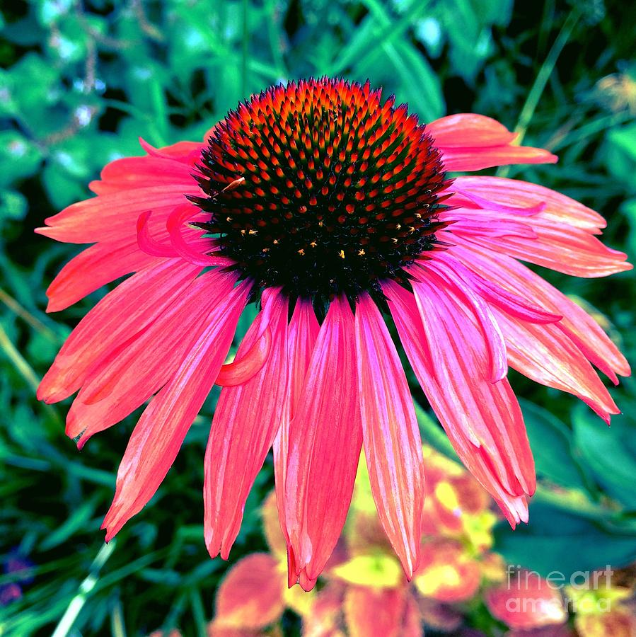 Brilliant Coneflower Photograph by Onedayoneimage Photography